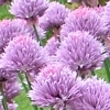 onion family: chives 