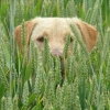 ears